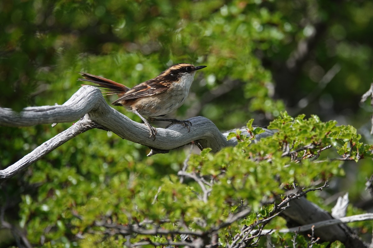 Thorn-tailed Rayadito - ML642985956