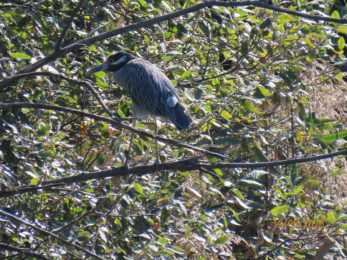 Yellow-crowned Night Heron - ML642985972