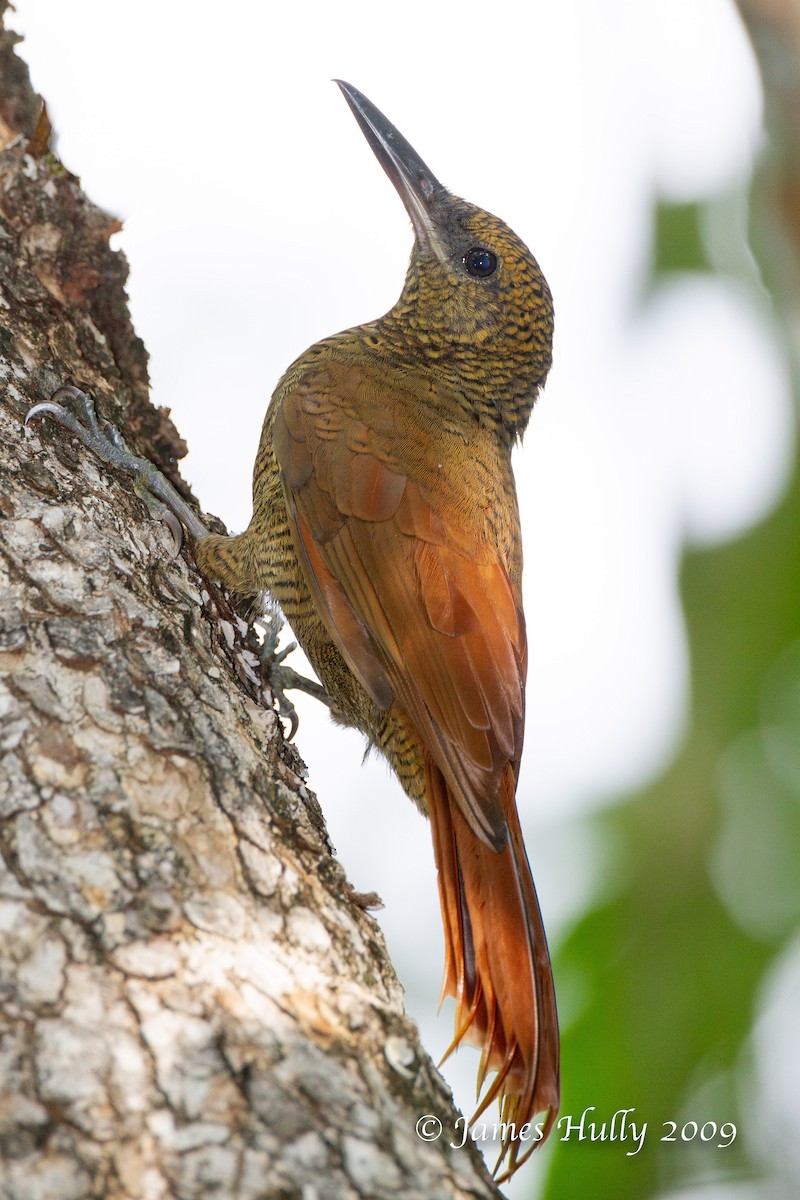 Northern Barred-Woodcreeper - ML642985973