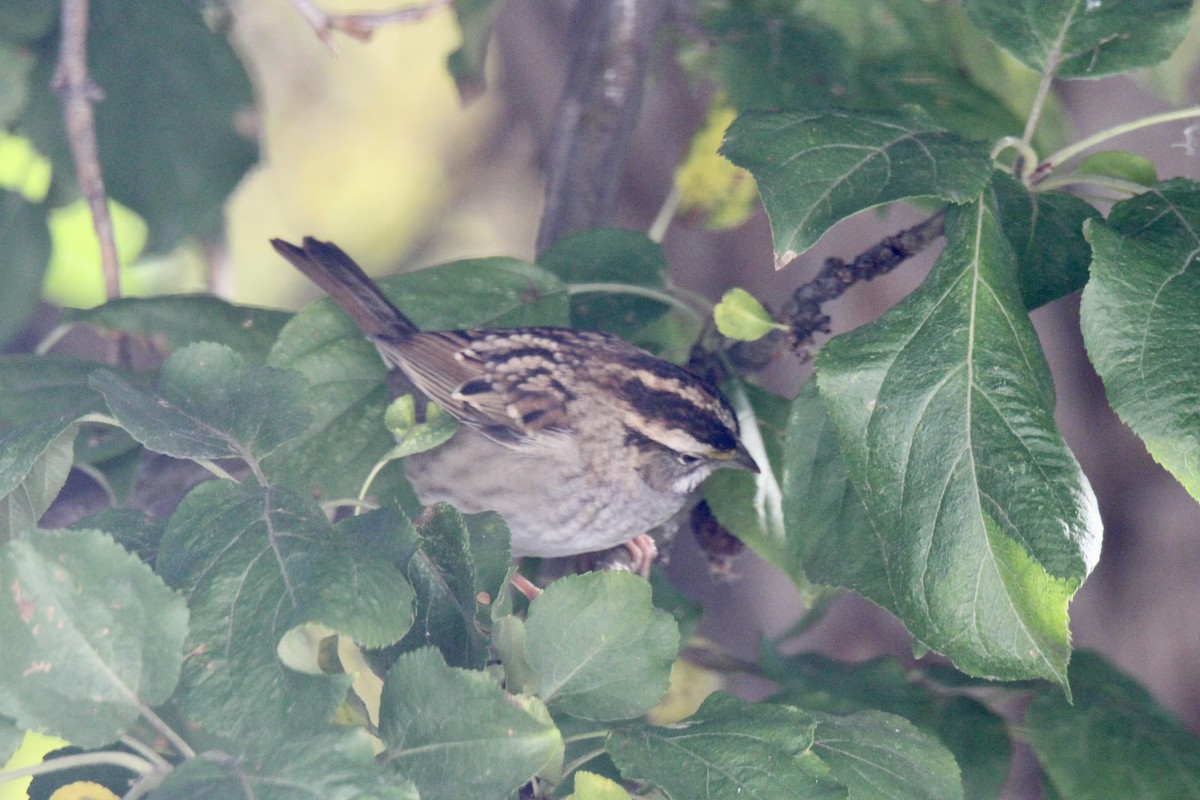 White-throated Sparrow - ML642985976