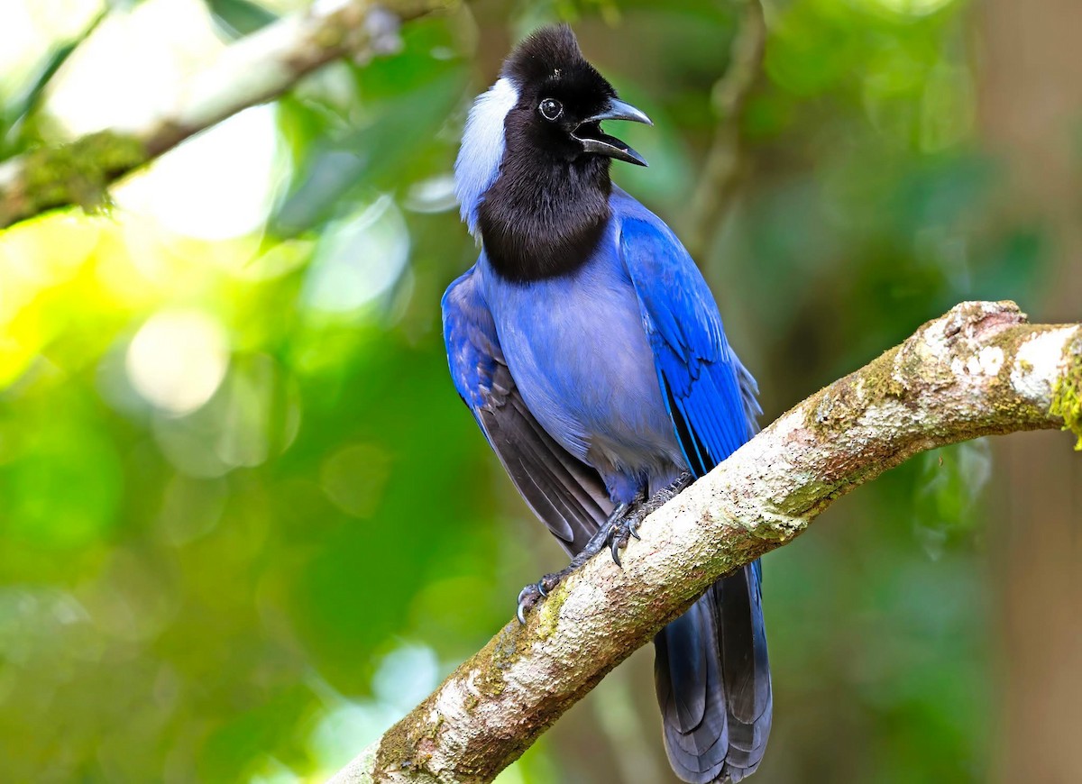 Violaceous Jay - ML642985980