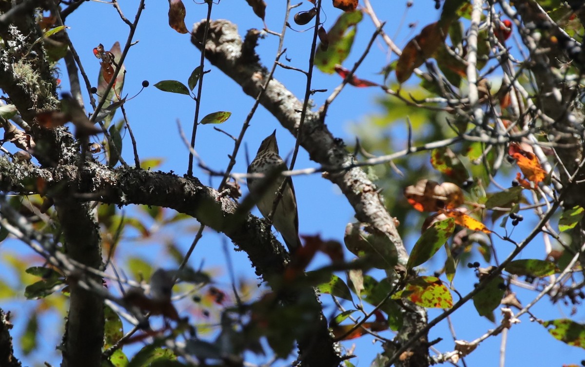 Wood Thrush - ML642985983