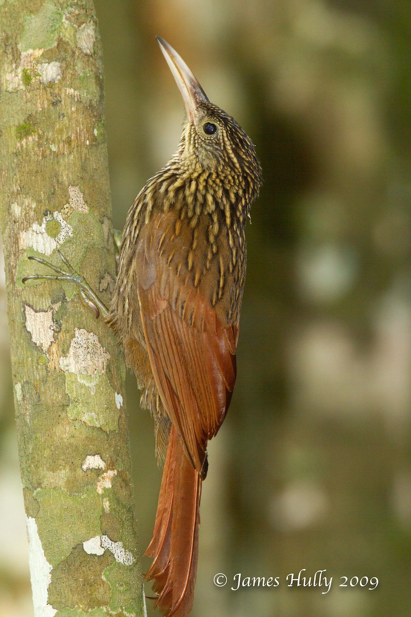 Ivory-billed Woodcreeper - ML642985988
