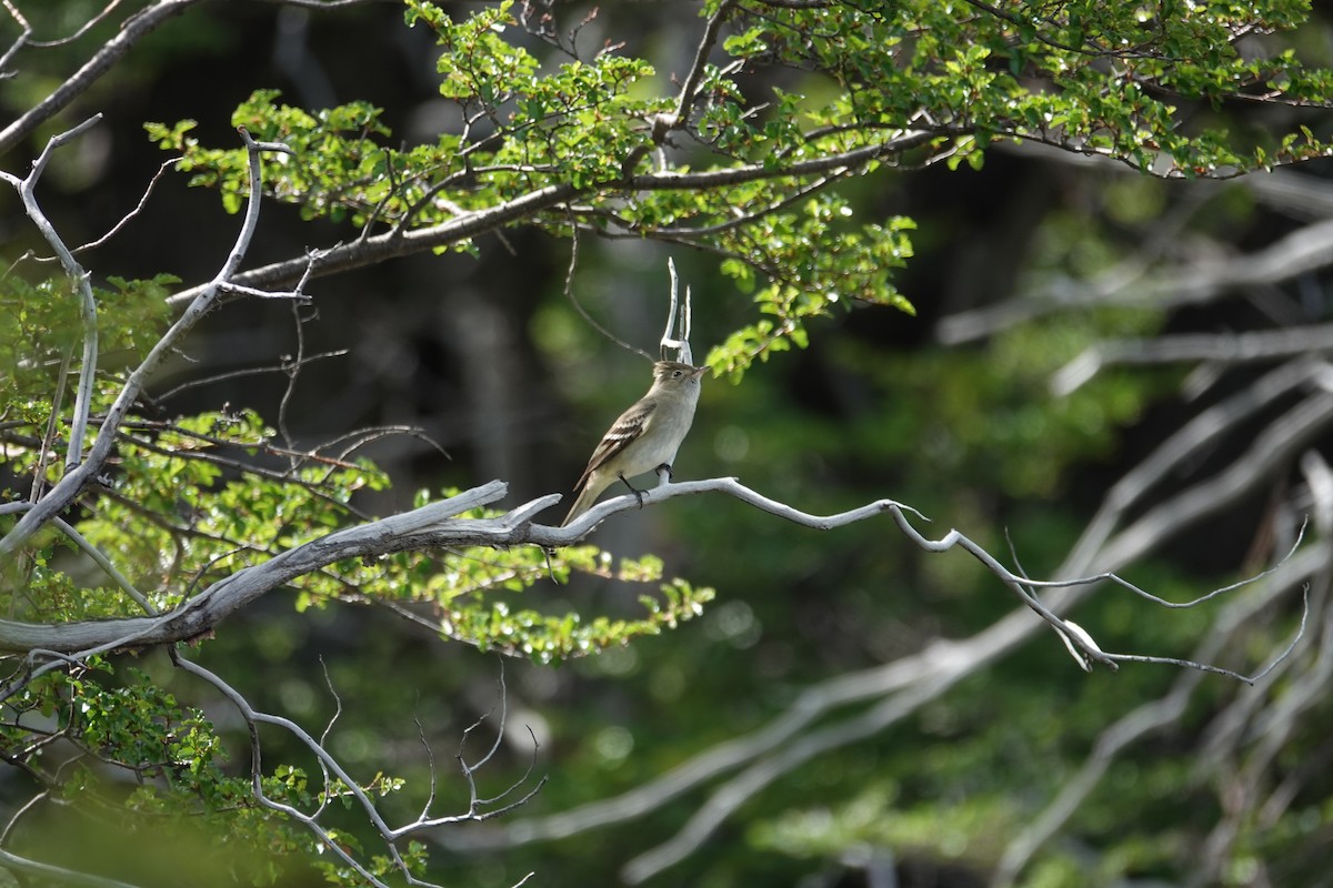 White-crested Elaenia (Chilean) - ML642985990
