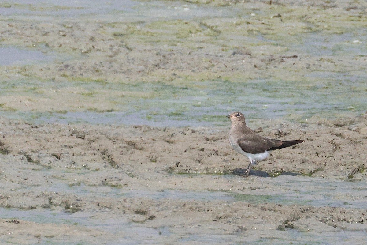 Collared Pratincole - ML642985991