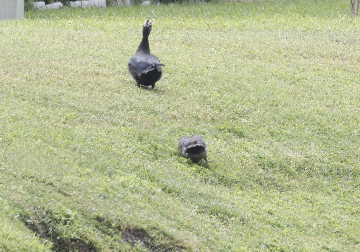 Muscovy Duck (Domestic type) - ML642985994