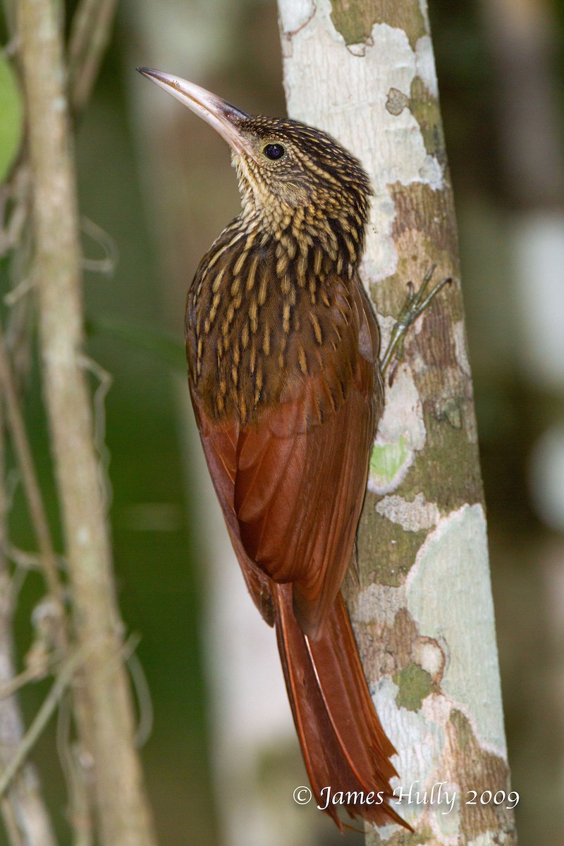 Ivory-billed Woodcreeper - ML642985996