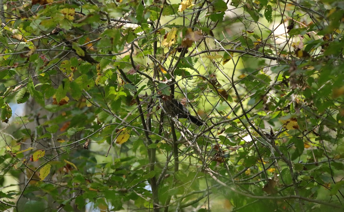 Gray Catbird - ML642985997