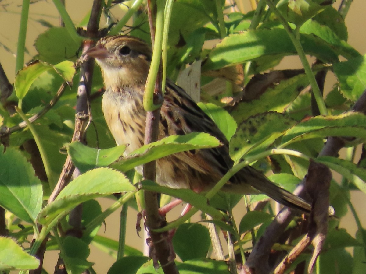 シロスジヒメドリ - ML642986006