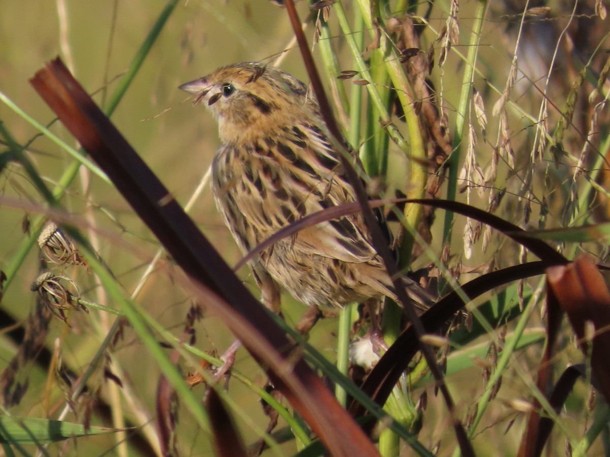 シロスジヒメドリ - ML642986007