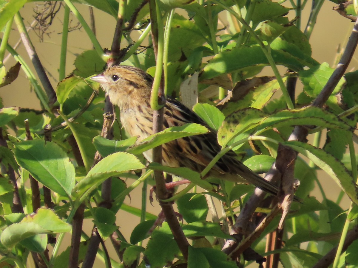 シロスジヒメドリ - ML642986008