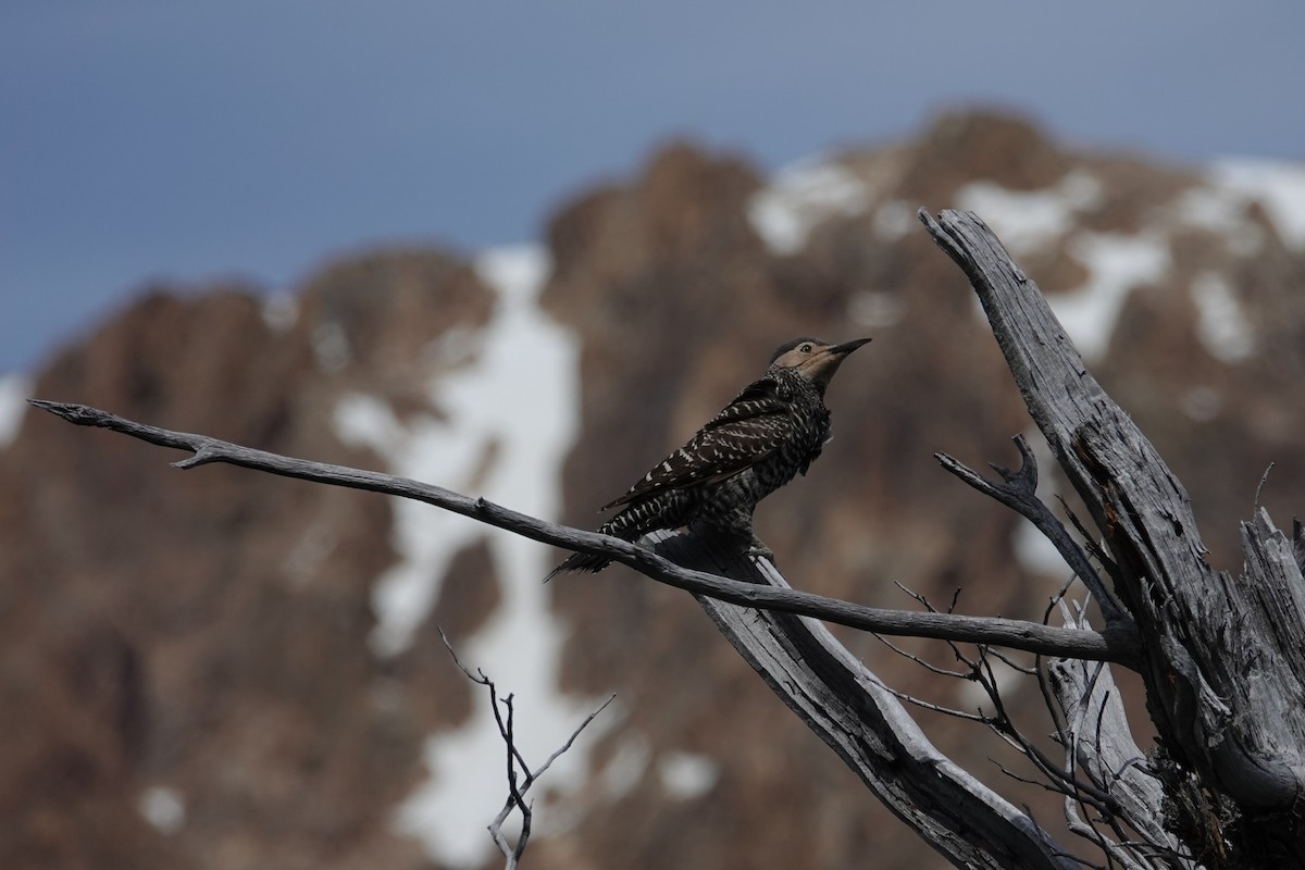 Chilean Flicker - ML642986010