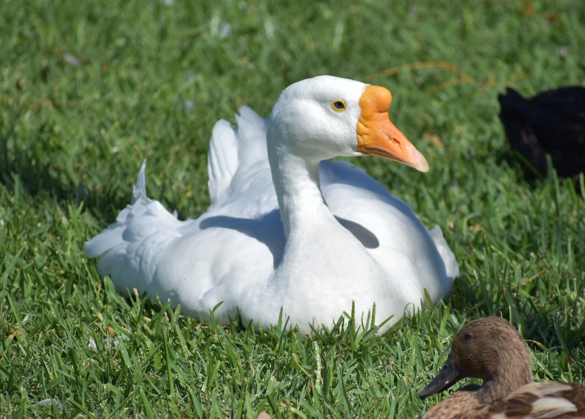 Muscovy Duck (Domestic type) - ML642986019