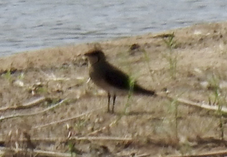 Collared Pratincole - ML642986023