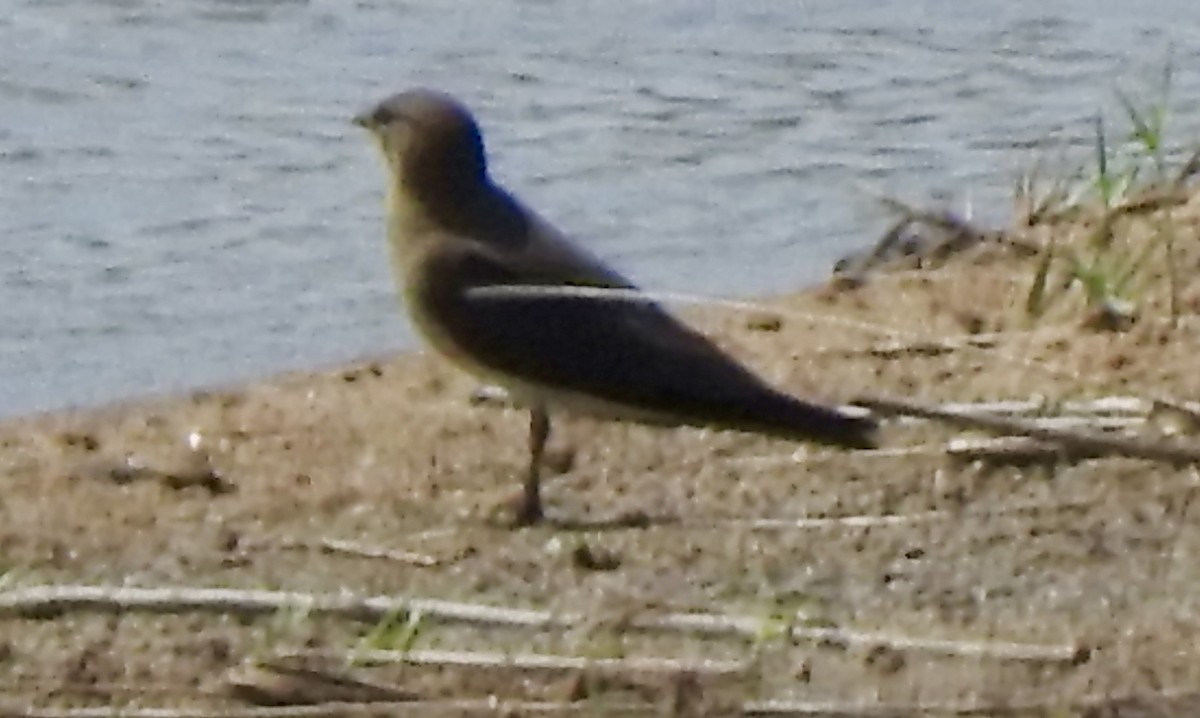 Collared Pratincole - ML642986024