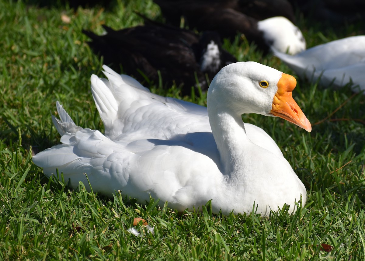 Muscovy Duck (Domestic type) - ML642986030