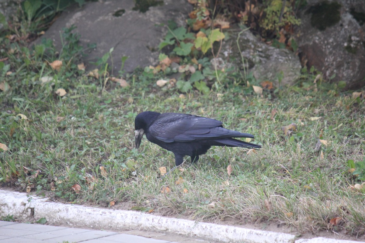 Rook - ML642986036