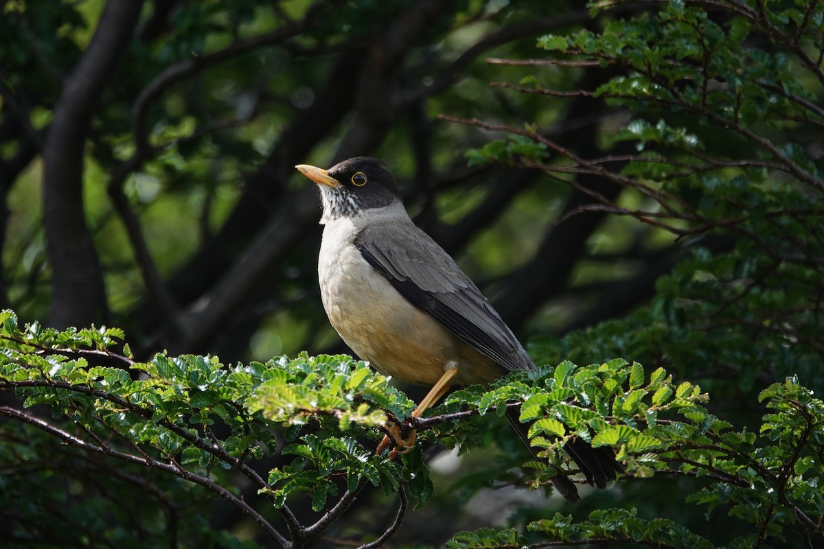 Austral Thrush (Magellan) - ML642986044