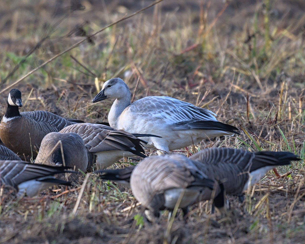 Snow Goose - ML642986045