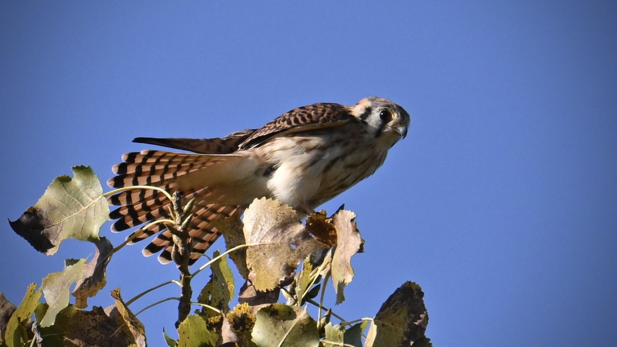 Ala Kerkenez - ML642986056