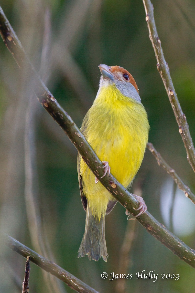 Kızıl Kaşlı Koca Vireo - ML642986058