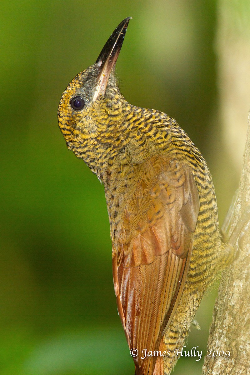 Grimpar vermiculé - ML642986074