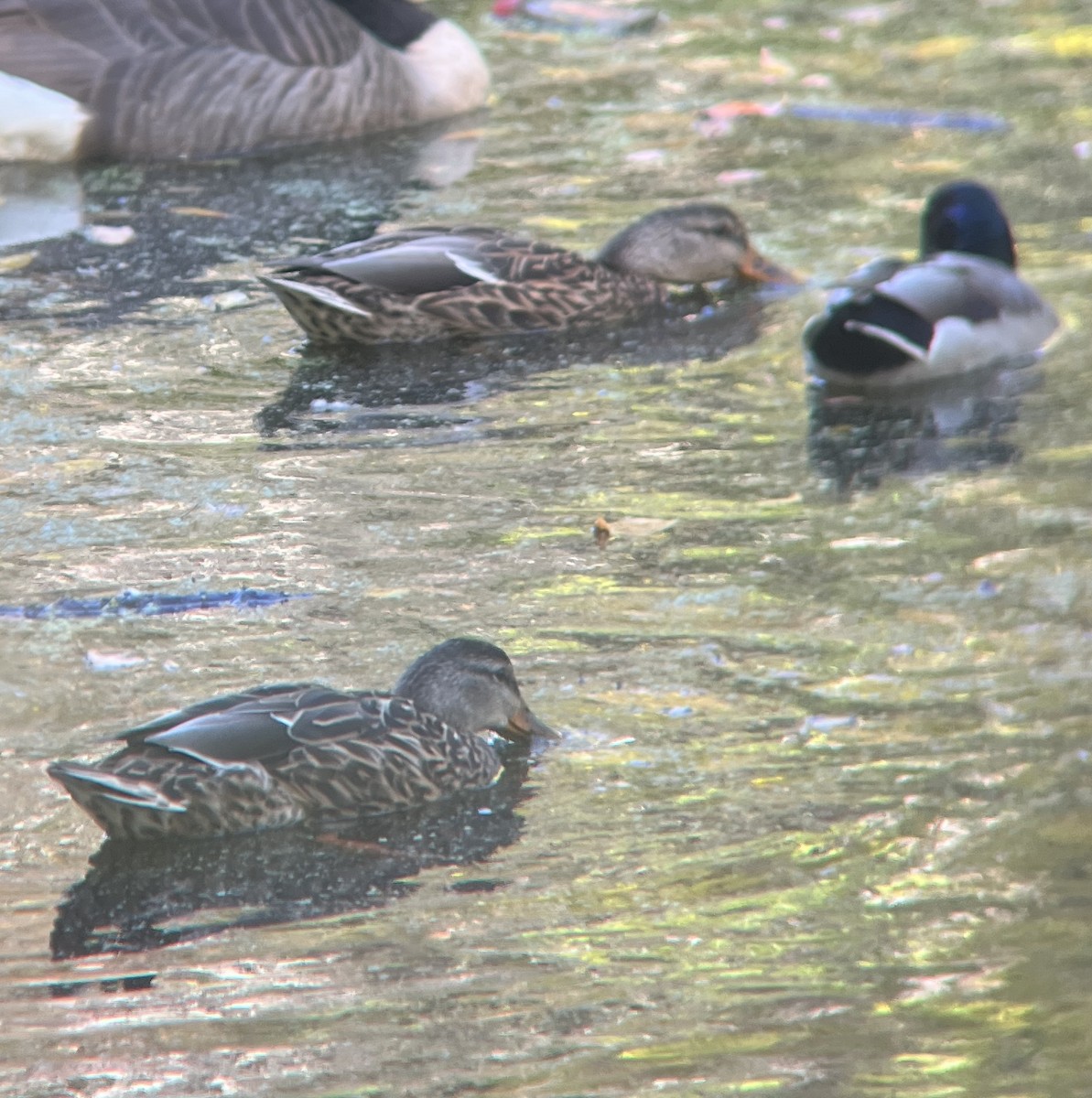 Mallard - ML642986081