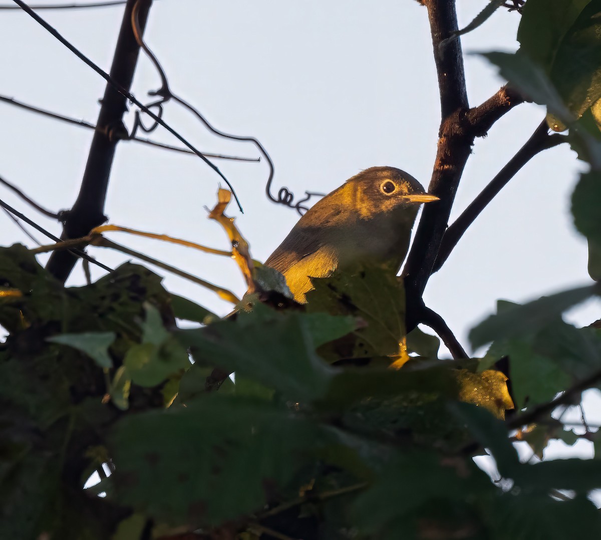 Connecticut Warbler - ML642986090