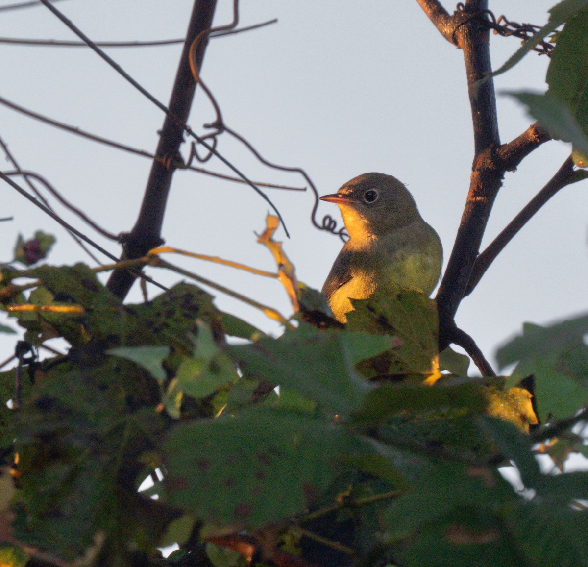 Connecticut Warbler - ML642986091