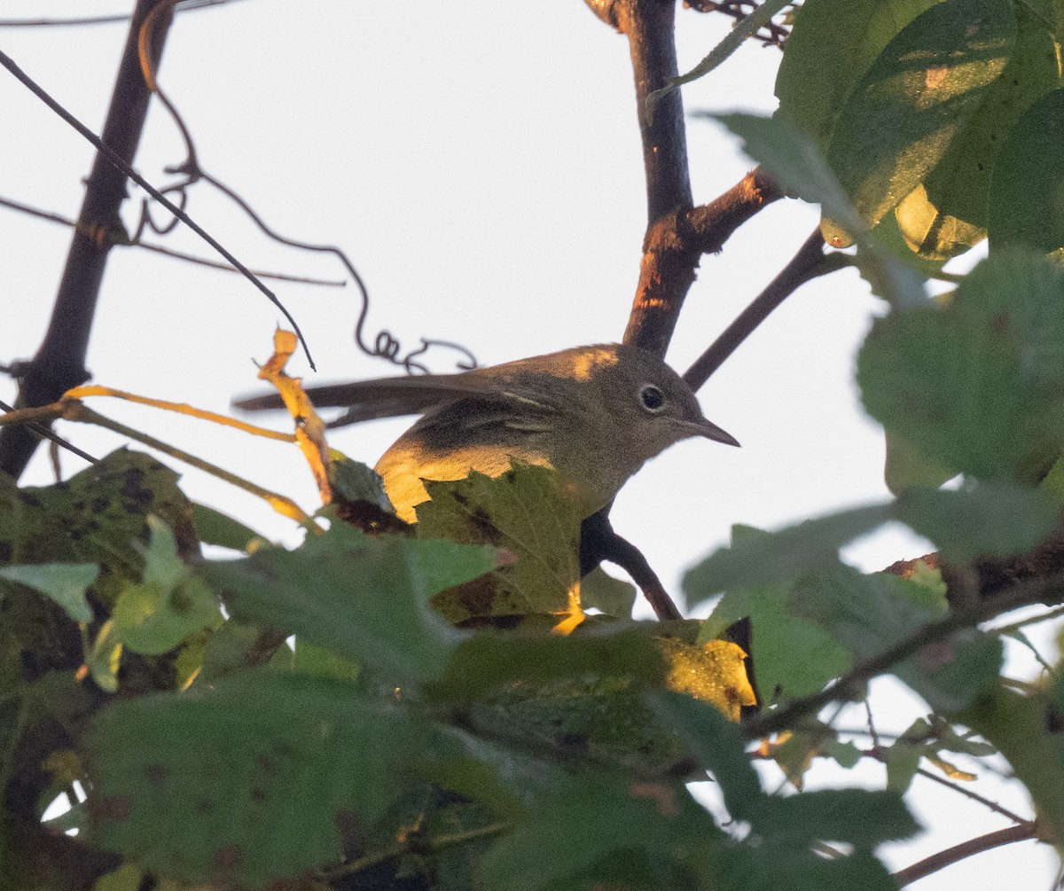 Connecticut Warbler - ML642986092