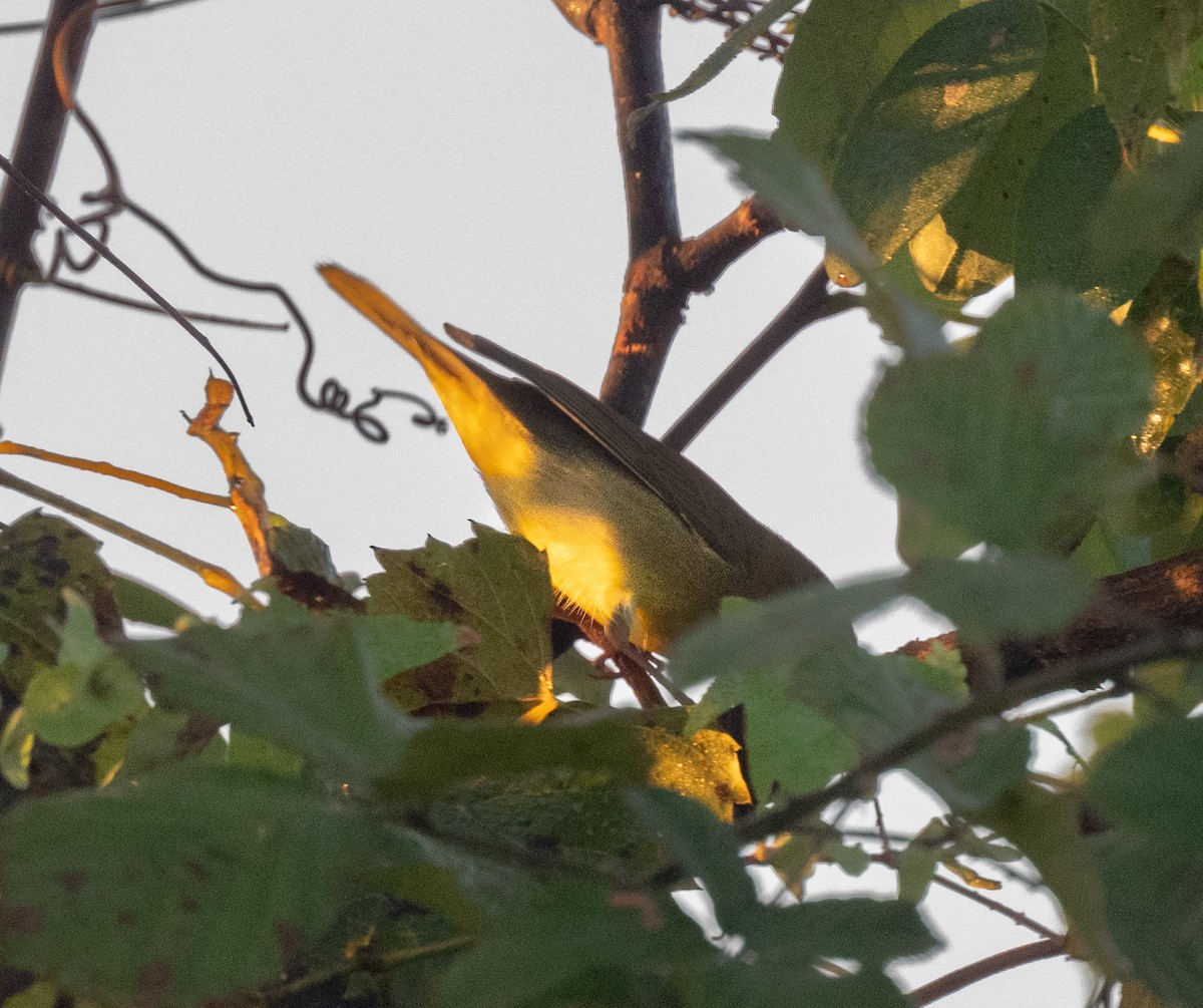 Connecticut Warbler - ML642986093
