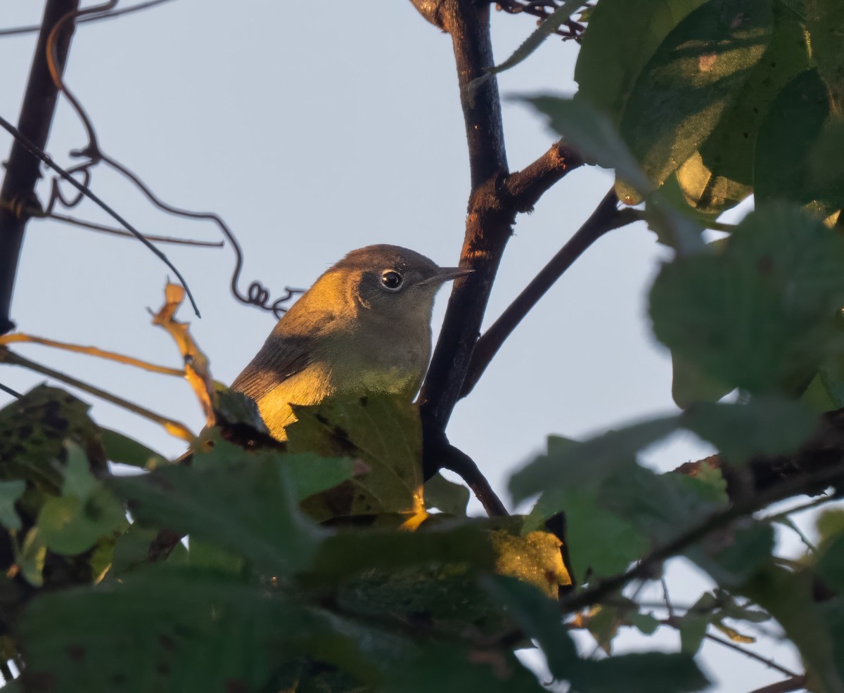 Connecticut Warbler - ML642986094