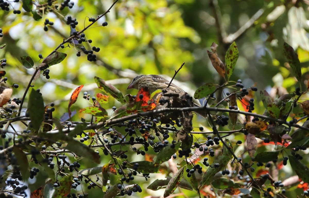 Rose-breasted Grosbeak - ML642986103