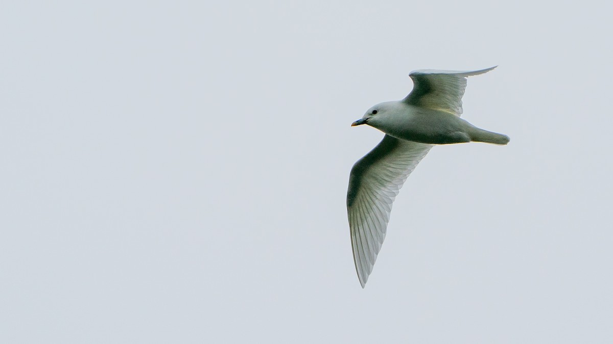 Ivory Gull - ML642986107