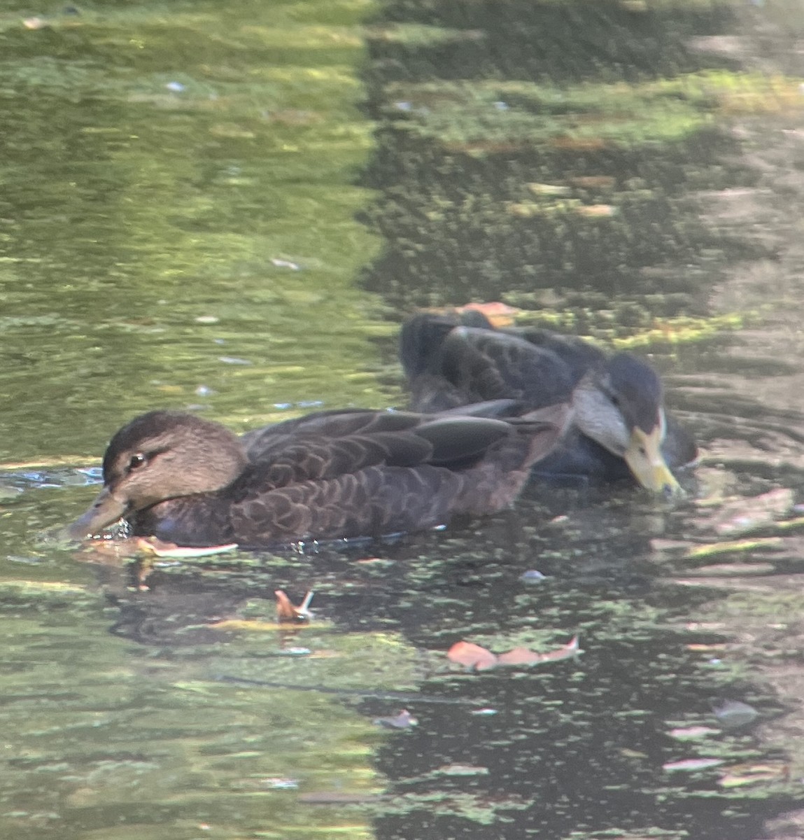 American Black Duck - ML642986112