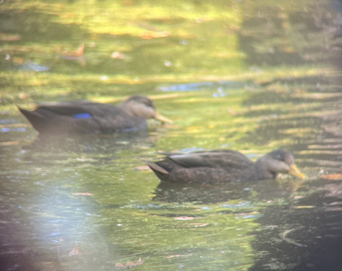 American Black Duck - ML642986113