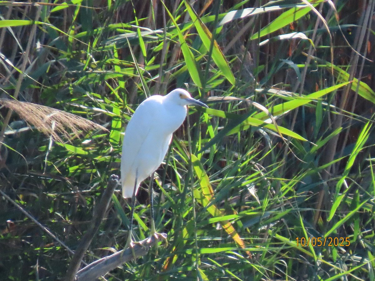 Snowy Egret - ML642986115