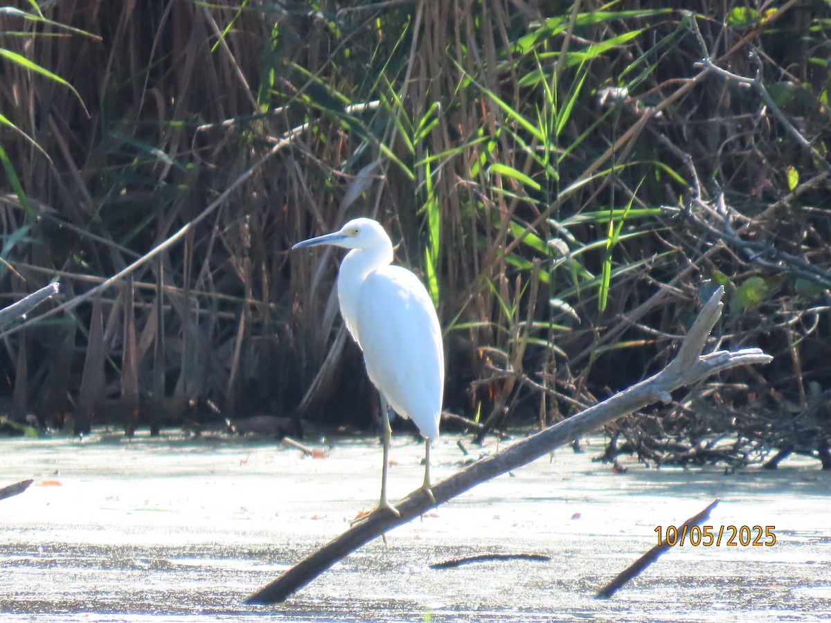 Snowy Egret - ML642986116
