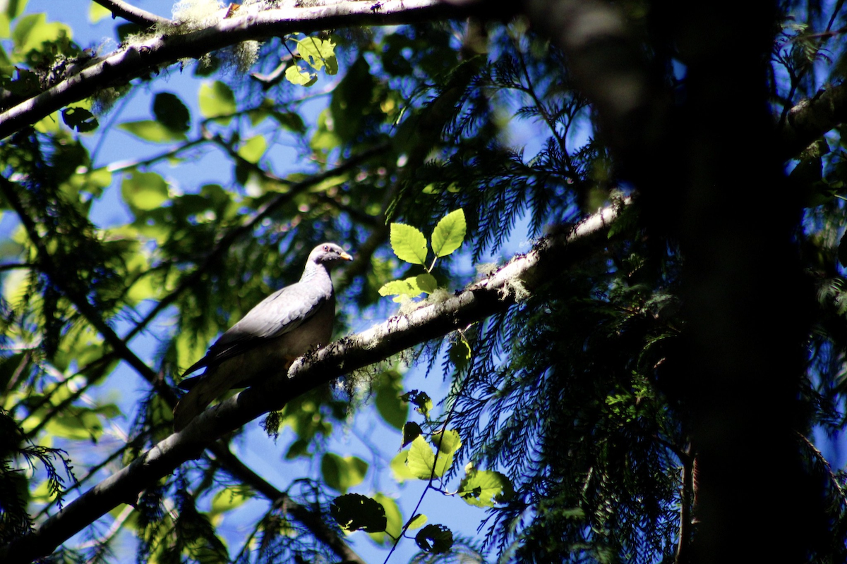 Band-tailed Pigeon - ML642986120