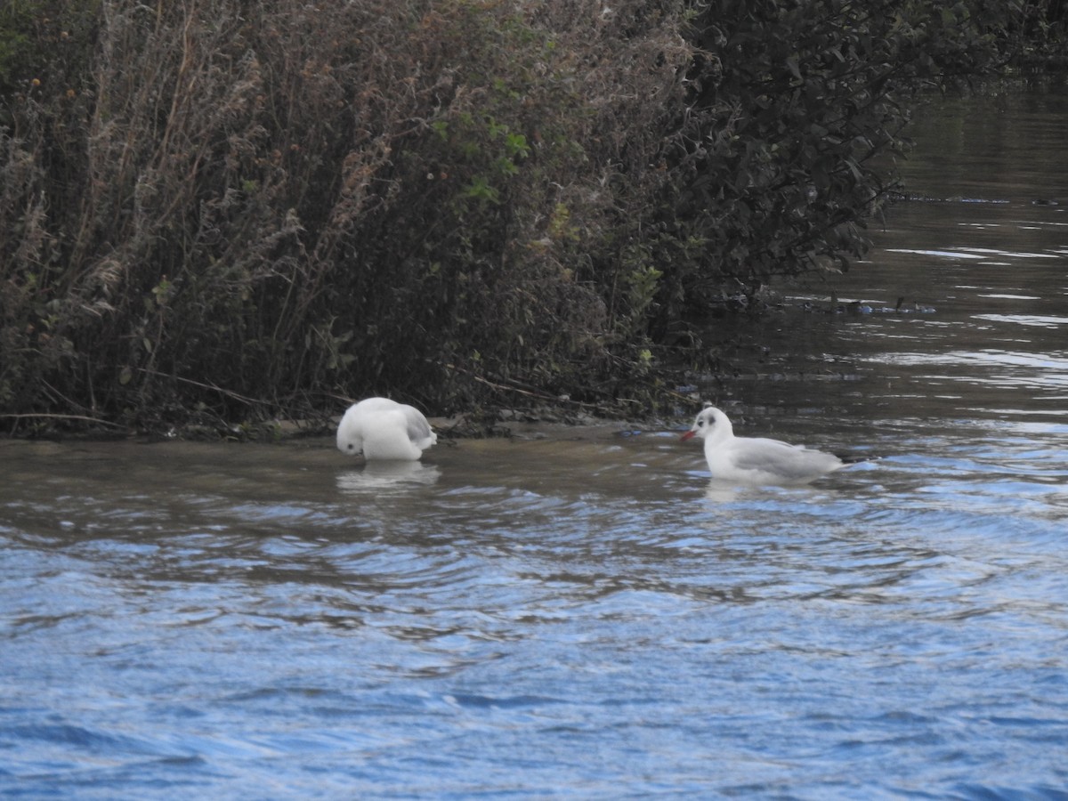 Black-headed Gull - ML642986129