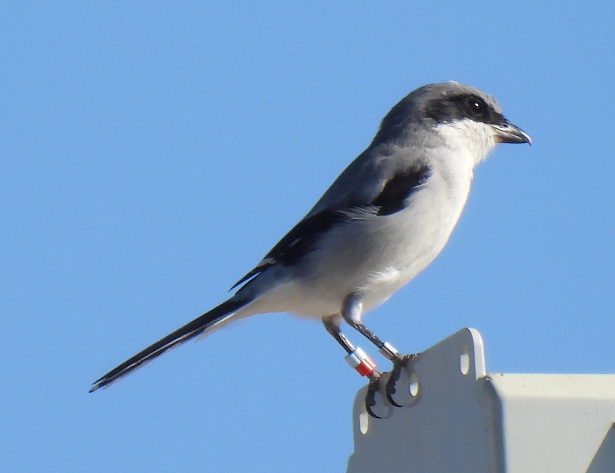 Loggerhead Shrike - ML642986139