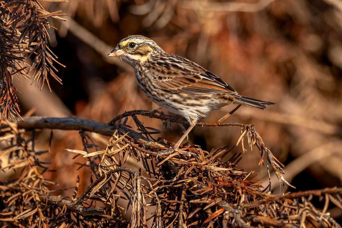 Savannah Sparrow - ML642986144