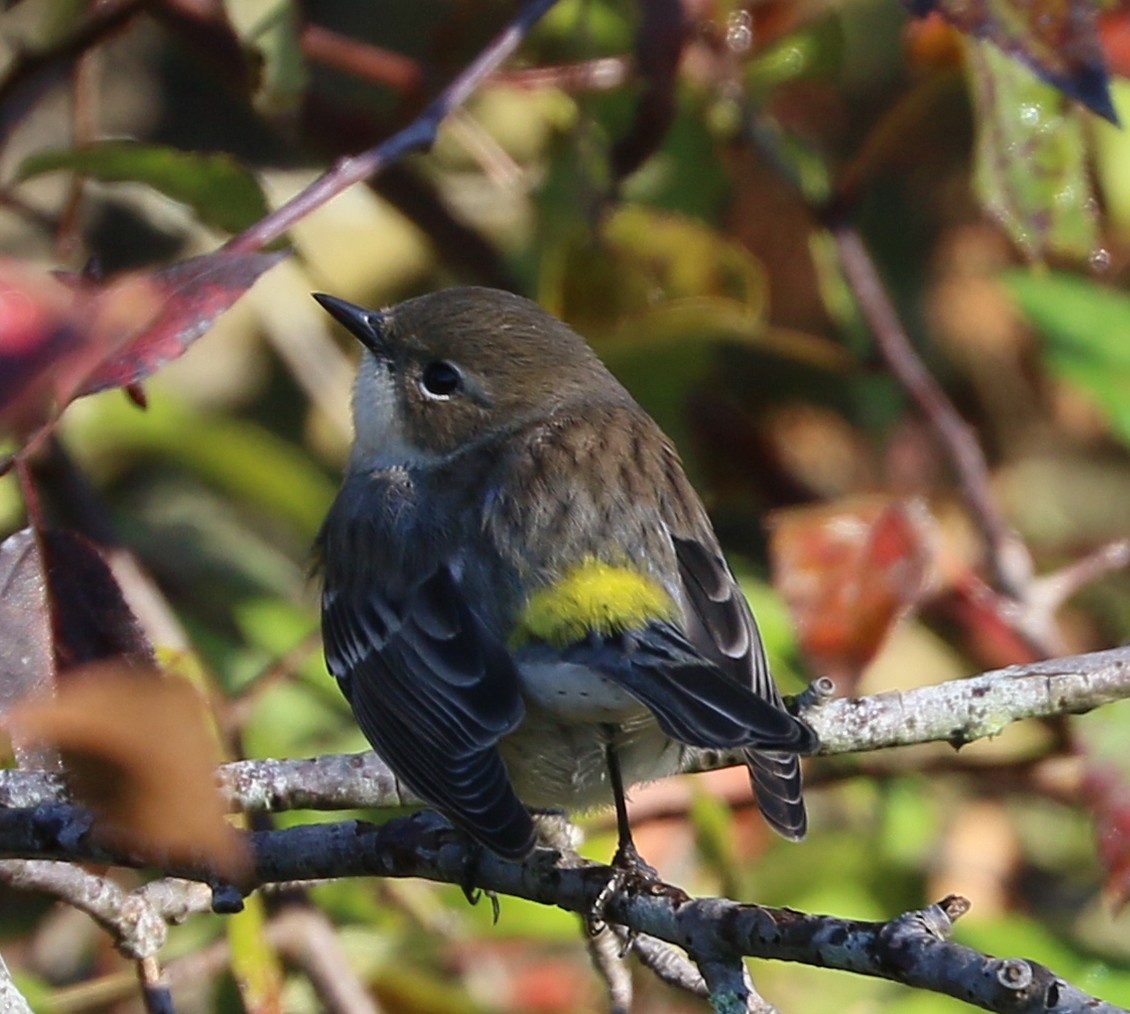 lesňáček žlutoskvrnný (ssp. coronata) - ML642986150