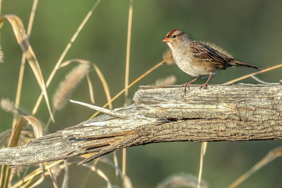 White-crowned Sparrow - ML642986161