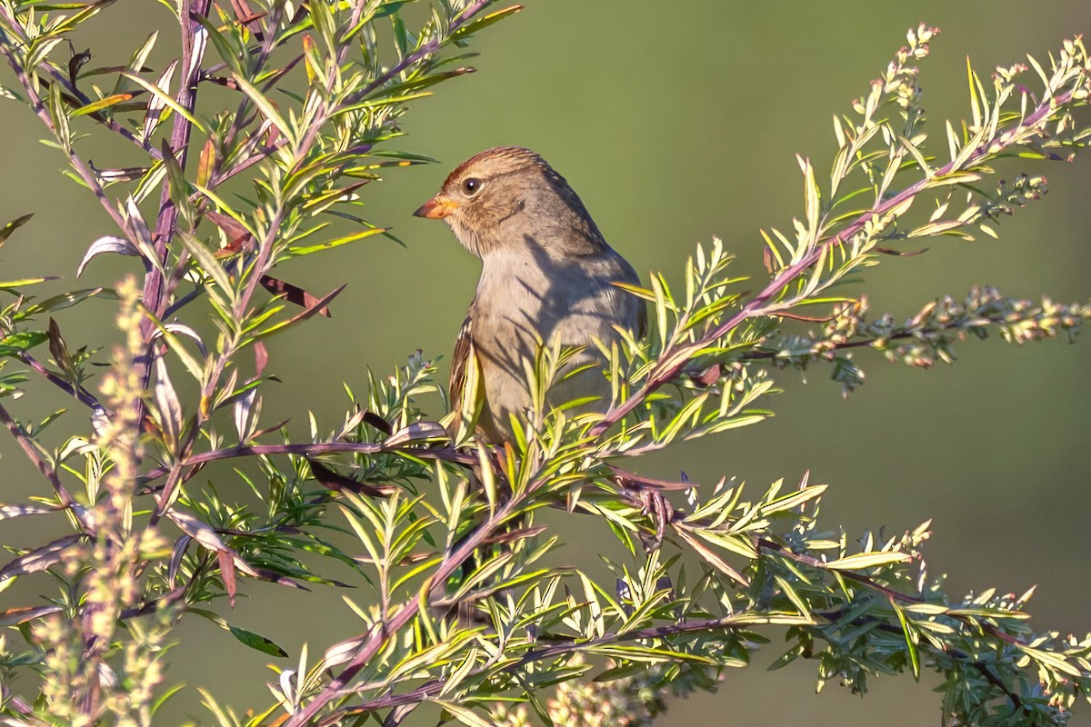 White-crowned Sparrow - ML642986162