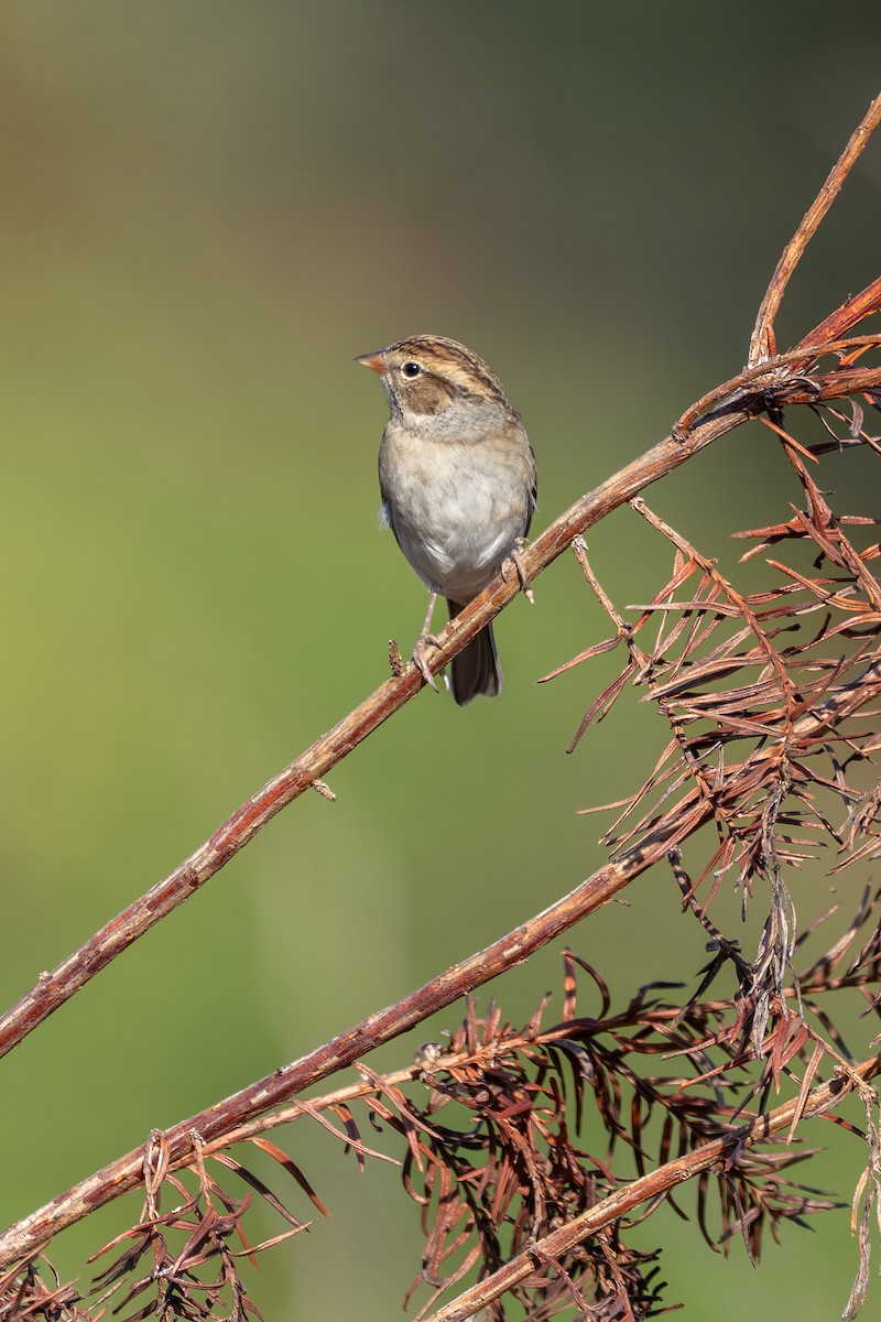 Chipping Sparrow - ML642986168