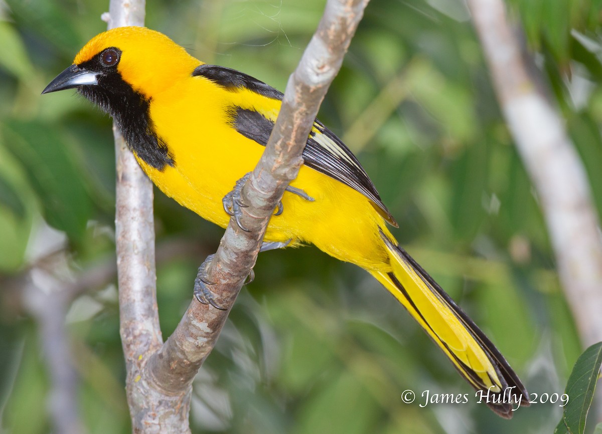 Oriole à queue jaune - ML642986191
