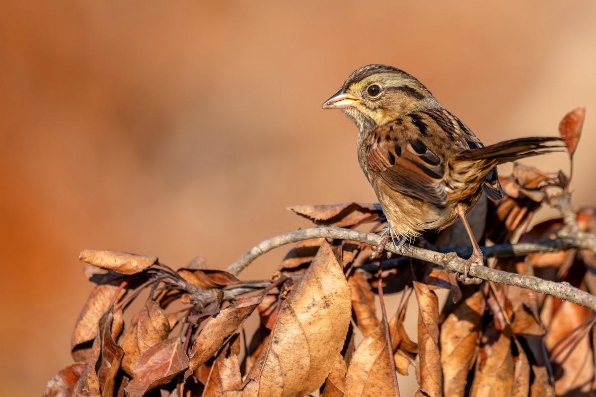 Swamp Sparrow - ML642986199