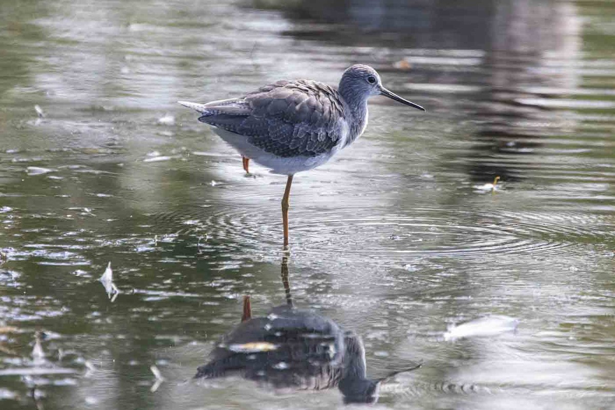 Lesser Yellowlegs - ML642986202