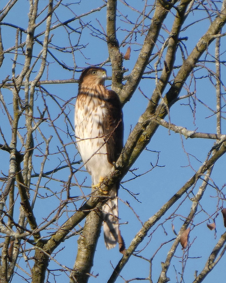Cooper's Hawk - ML642986206